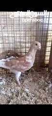  1 فراخ حمام بواقي للبيع