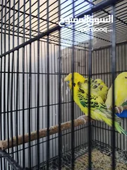  3 متاح 3 ازواج وذكرين تكساس