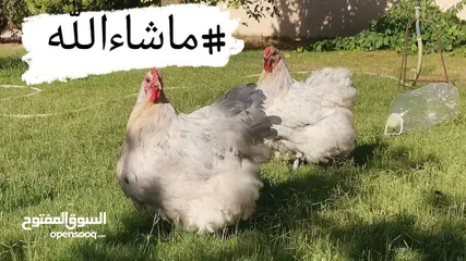  4 كلاي كلاي كلاي