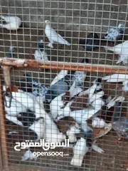  1 حمام للبيع