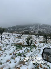  28 أرض ممتازة في جرش للسكن و للزراعة بقرب أحراش الدولة و سعر مغري  للمزيد من المعلومات اقرأ الوصف