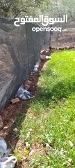  1 ارانب للبيع