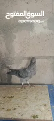  2 جواز وفراخ للبيع مشكل اقرء الوصف كامل