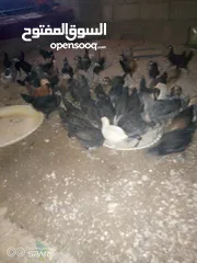 6 فراخ للبيع
