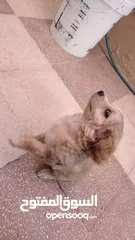  11 كلب عمر شهرين بيور