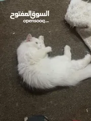  6 قطط إناث وذكور للبيع  cat for sale