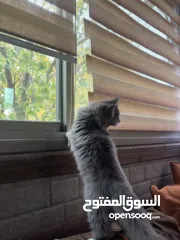  3 قطة شيرازي 5 اشهر - 5months  persian cat