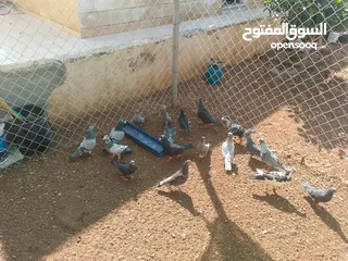  5 حمام للبيع قرقاطي