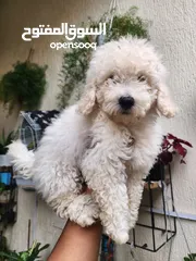  7 MiNi Poodle Male Puppy