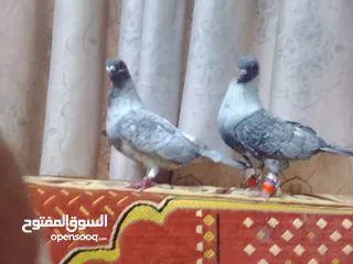  1 حمام جوز قراقطه بصلاة على النبي
