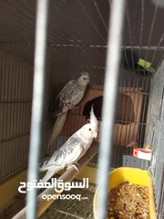  2 جوز كوكتيل للبيع