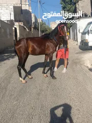  1 حصان ساغ سلم للبيع