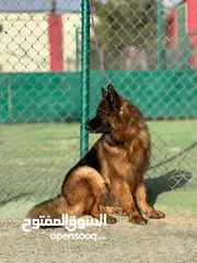  11 German shepherd
