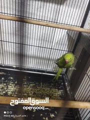  2 ببغاء درة للبيع سعر 40 قابل للتفاوض