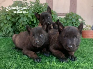  3 متاح جراء بلجم مالينو درايف عالي