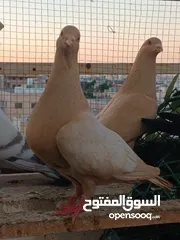  5 تشكيلة حمام مع جوز انجليزيات صفر نخب