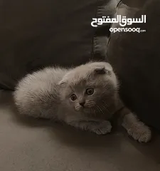  12 أنثى سكوتش فولد