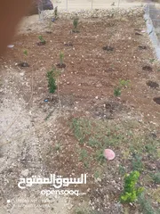  1 أرض 900 متر في وادي خرسا