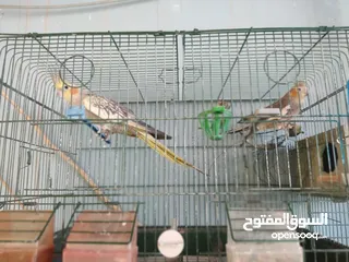  4 طيور كوكتيل جوز كوكتيل