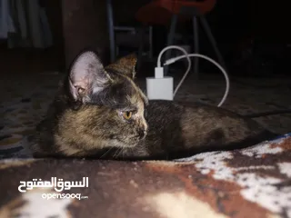  5 قطط سكوتش هجين للتبني