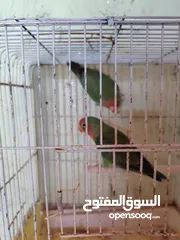  2 جوز فيشر للبدل على أنثى روز