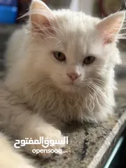  5 قطط للبيع تركش شيرازي cats for sale Persian Turkish