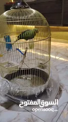  8 ببغاء دره العمر سنه