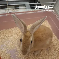  1 rabbit cute with cage for sale