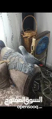  1 ببغاء كاسكو متحدث نمبر ون اليف عجينه محجل حجل فضي بطلع على الايد وما بعض نهائيا شوف الوصف