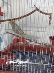 4 كوكتيل اليف جدا