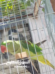  12 ببغاء كساندرا  متكلم ثوب كامل حجم دبل دبل دبل جامبو لعوب بسبح للي خلقه الوان غامقه جميله