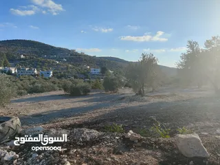  4 اربع دونمات منطقة أ يصلها كافة الخدمات للبيع بسعر مغري بالقرب من المنتزه والمدرسة وشارع علار الرئيسي