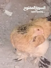  1 بيض براهما+صيصان براهما