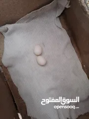 5 جوز كوكتيل للبيع