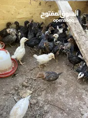  3 صيصان بلدي