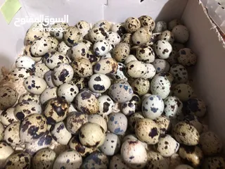  19 بيع السمان او الفري و لحم فري طازج و بيض فري