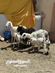  1 جعد نجديات هنه ولادهن