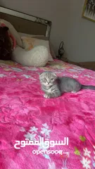  1 Scottish fold 2 months male