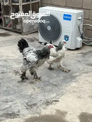  2 دجاج براهما بعدهن صغار ديج ودجاجه