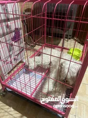  3 كلب ملتيبو للبيع العمر 8 شهور
