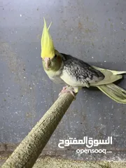  3 جوز كوكتيل