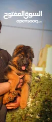  5 جراء جيرمن شيبرد شولاين لونغ هير Vom Meastro Kennel Jordan