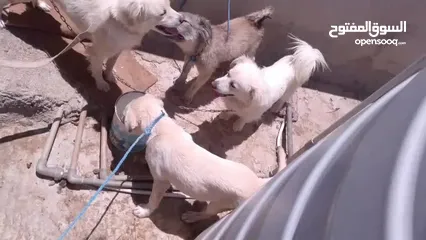  3 كلاب للبيع ثلث ذكور وانثى