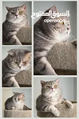  9 Scottish British shorthair longhair kittens British shorthair Scottish fold kittens Scottish