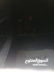  3 بيض مخصب للفقاسات