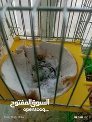  5 طيور للبيع