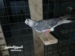  18 كوم كامل للبيع  دينارين ونص الحبه زق وكش الفحول كلها كش