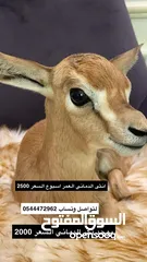  6 انثى الدماني