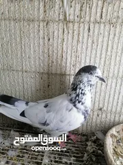  1 حمام باكستاني Pakistani pigeons