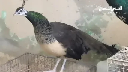  2 طاووس أمريكي الوصف مهم